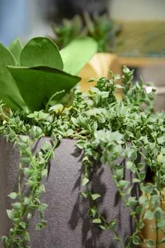 Plant with grey wall. Stock Photos