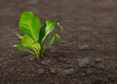 Plant on ground Stock Photos