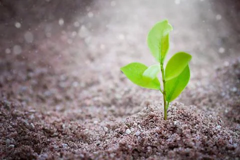 Plant on the ground Stock Photos