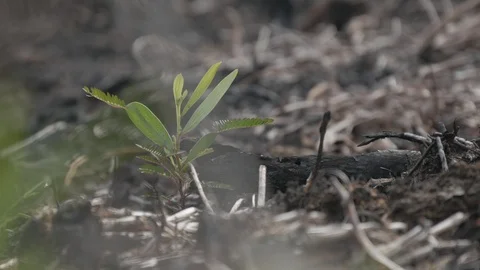 Plant grow on the burned soil Stock Footage