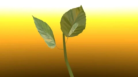 Plant grow Stock Footage 292218914