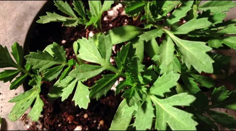 PLANT GROWING FROM ABOVE Stock Footage 52594485