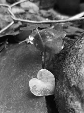 Plant growing between stone Stock Photos