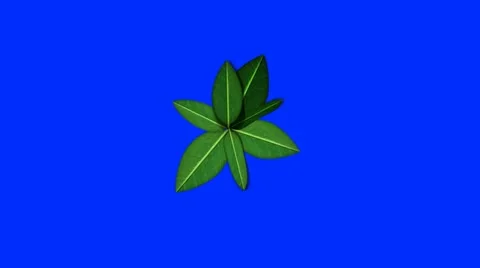 Plant Growing on a Blue Screen Background Stock Footage 12833439