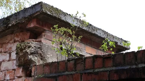 Plant growing on the brick wall Stock Footage 63312729