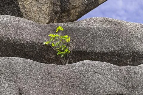 A Plant Growing From A Cleft Between Granite Boulders Stock Photos