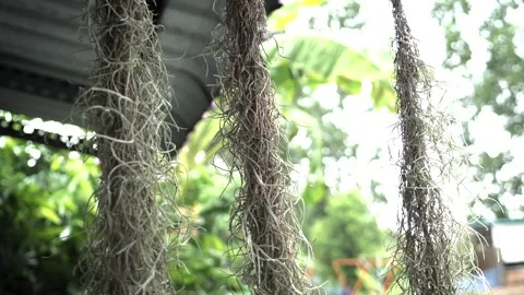 Plant growing from coconut shell 動画素材 243420509