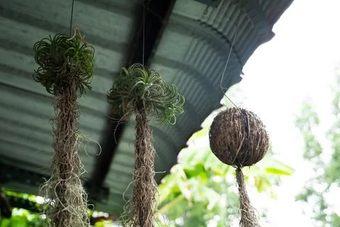 Plant growing from coconut shell Stock Photos