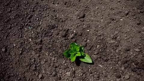 Plant growing concept, mint grow from the soil  Stock Footage 132053845
