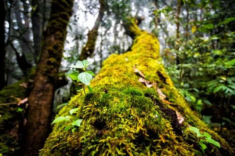 Plant growing on dead tree Stock Photos