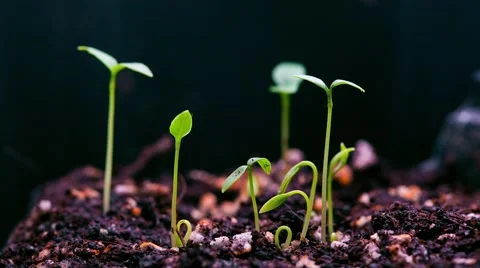 Plant growing fast Stock Footage 48194625