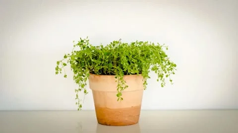 Plant growing Stock Footage 11880718