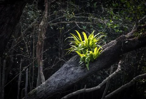 Plant growing in the fork of a tree trunk. Stock Photos