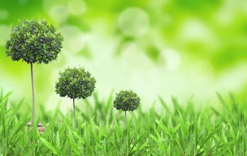 Plant growing in the grass. Stock Photos