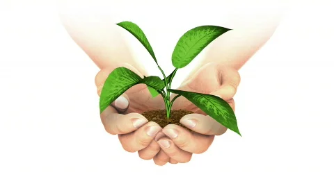 Plant Growing in hands. Stock-Footage 773783