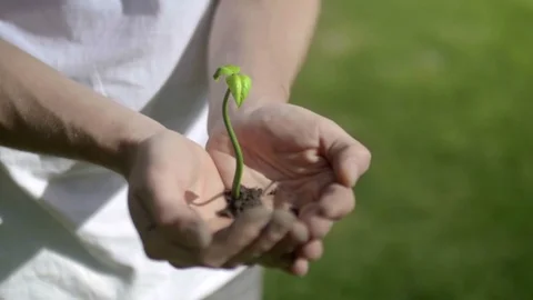 Plant Growing on Hands Stock Footage 75995643