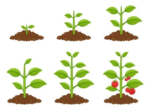 Plant growing icon set collection in flat style. Sprout leaf vector illustr.. イラスト素材