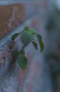 Plant growing inside a brick wall Stock Photos