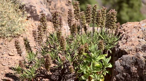 Plant growing in the mountains Stock Footage 6939766