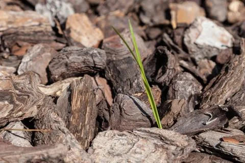 Plant growing Stock Photos