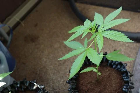 The plant is growing Stock-Fotos
