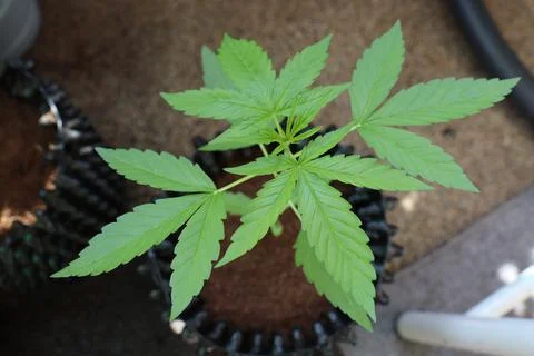 The plant is growing Stock-Fotos
