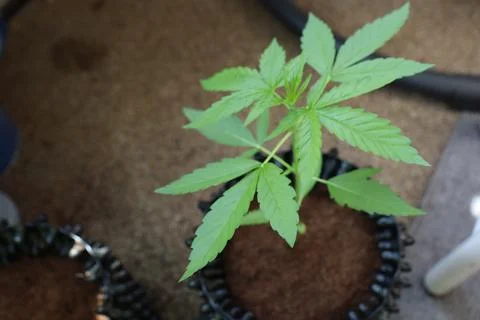 The plant is growing Stock-Fotos