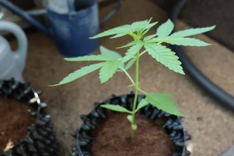 The plant is growing. Stock-Fotos