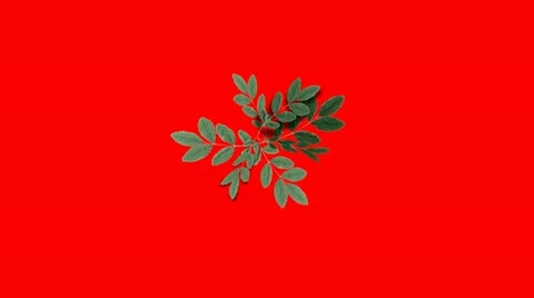 Plant Growing on a Red Screen Background Stock Footage 12834710