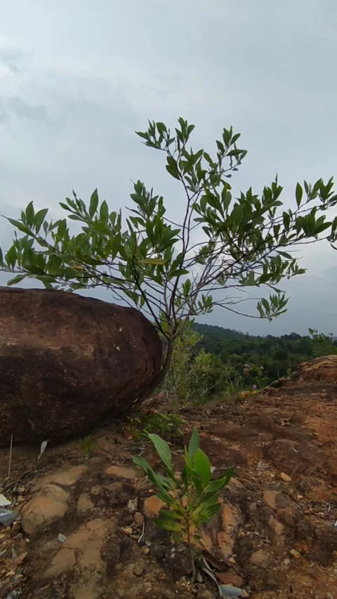 Plant growing on rock Stock Footage 336045489