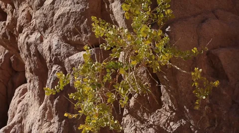 Plant growing on the rocks in the desert, Egypt Stock Footage 37867983