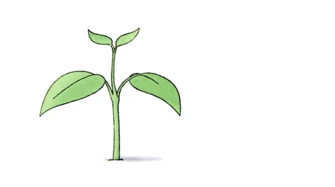 Plant growing from seed, hand drawn Stock Footage
