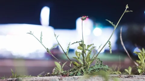 Plant growing from sidewalk by busy intersection at night Video stock 92230089