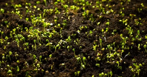 Plant growing from soil time lapse. Timelapse seed growing. Beginning new life. Stock Footage 127893723