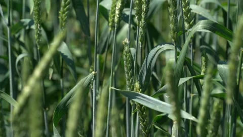 Plant growing from soil time lapse - beginning new life Stock Footage 155929017
