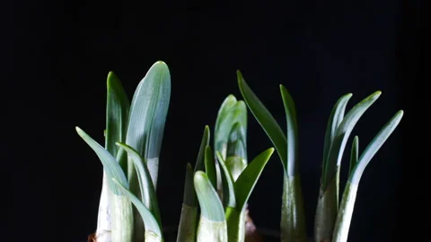 Plant growing in spring. Stock Footage 149123403