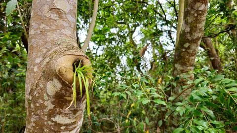 Plant growing from the stem of a tree Foto stock