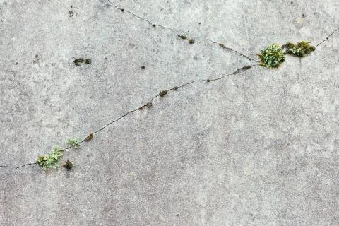 Plant growing in stone crack Stock Photos
