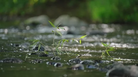 A plant is growing in a stream of water Stock Footage 298055752