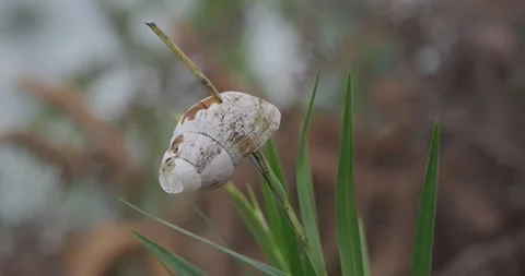 Plant Growing through White Snail Shell Stock Footage 229048870