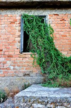 Plant growing through window 스톡 사진