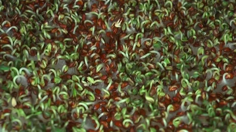 Plant growing time lapse Vídeo Stock 35472823