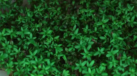 Plant growing time lapse Stock Footage 35472912