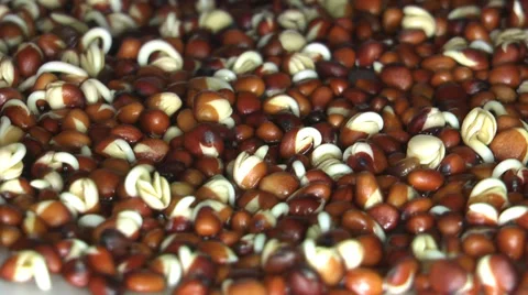Plant growing time lapse Video stock 35501767