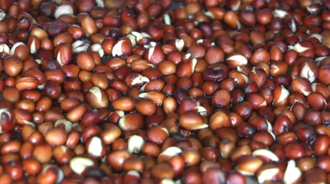 Plant growing time lapse Vídeo Stock 35501774