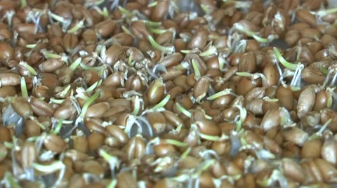 Plant growing time lapse Stock Footage 35501782