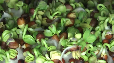 Plant growing time lapse Stock Footage 35501791