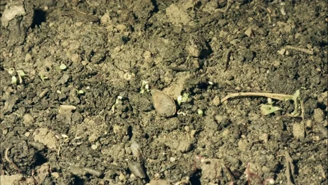 Plant growing in time lapse Stock Footage 194976312