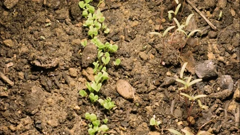 Plant growing in time lapse Stock Footage 194976332