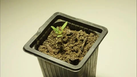 Plant growing in time lapse Stock-Footage 194976344